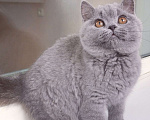 Кошки в Санкт-Петербурге: Британский котик Мальчик, 60 000 руб. - фото 5