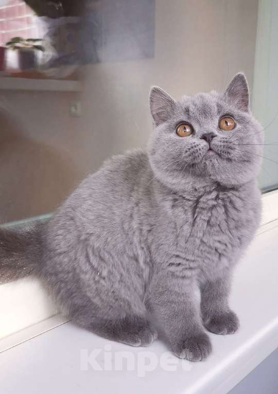 Кошки в Санкт-Петербурге: Британский котик Мальчик, 60 000 руб. - фото 5