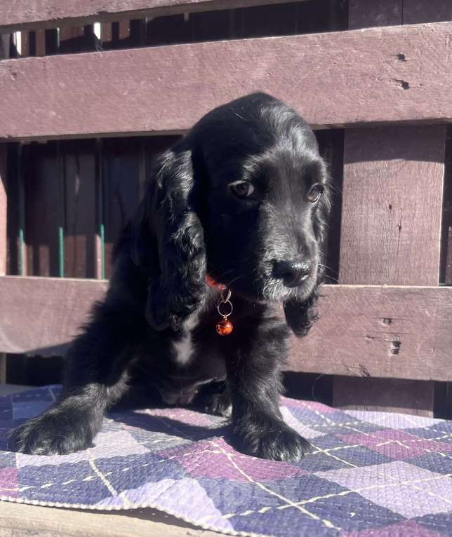 Собаки в других городах Ставропольского края: Английский Кокер спаниель Девочка, 20 000 руб. - фото 1