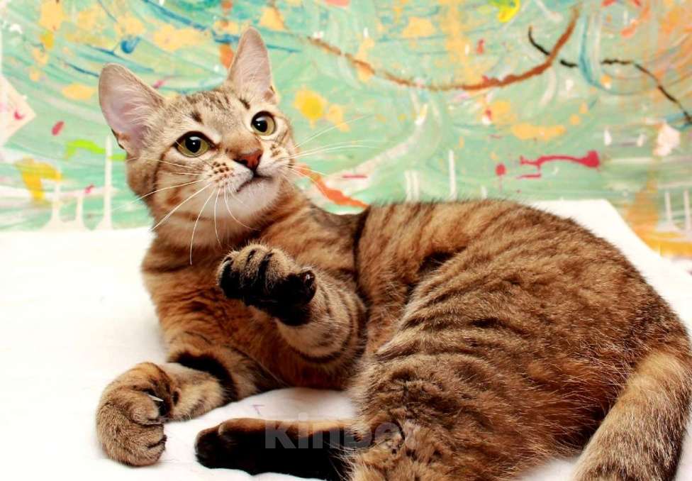 Кошки в Москве: Юная Алиса, сто полосок и розовый носик. Кошка в добрые руки. Девочка, Бесплатно - фото 3