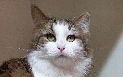 Пушистый Пух желает познакомиться