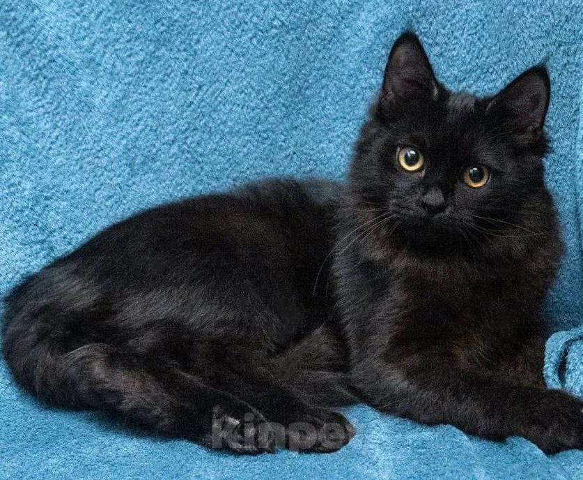 Кошки в Долгопрудном: Красотка Мишель ждёт своего человека Девочка, Бесплатно - фото 4