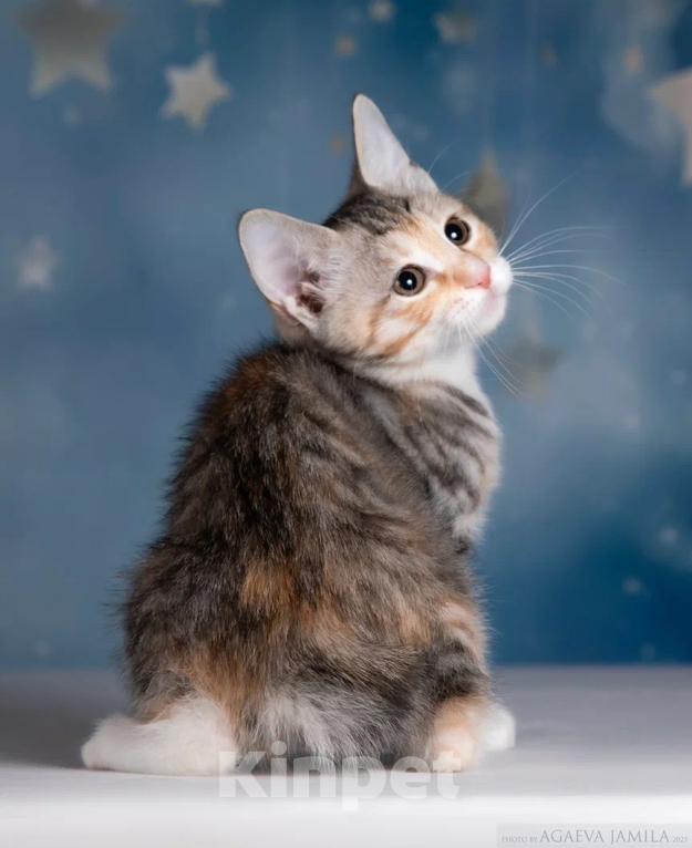 Кошки в других городах Московской области: Кошка курильского бобтейла Девочка, 45 000 руб. - фото 4