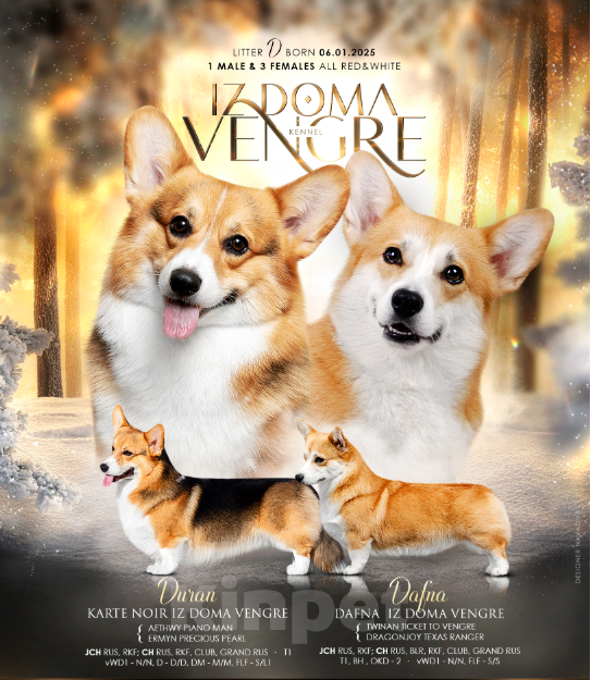 Собаки в Брянске: Щенки корги-пемброк  Девочка, Бесплатно - фото 5