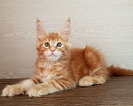 Кошки в Москве: Мейн-Кун котята Разнополые, Бесплатно - фото 5