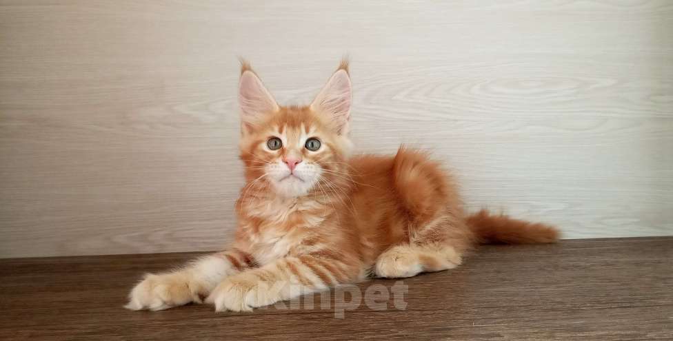 Кошки в Москве: Мейн-Кун котята Разнополые, Бесплатно - фото 5