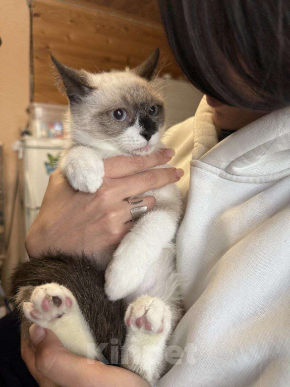 Кошки в Москве: Эльбрус и Эверест готовы покорять ваши сердца Мальчик, Бесплатно - фото 1