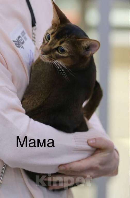 Кошки в Санкт-Петербурге: Абиссинский котенок, голубого окраса с документами Мальчик, 30 000 руб. - фото 10