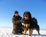 Собаки в Санкт-Петербурге: Щенки Банхара  Девочка, 95 000 руб. - фото 6