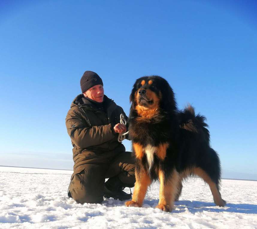 Собаки в Санкт-Петербурге: Щенки Банхара  Девочка, 95 000 руб. - фото 6
