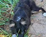 Собаки в Клине: Щенок 5 месяцев  Мальчик, Бесплатно - фото 1