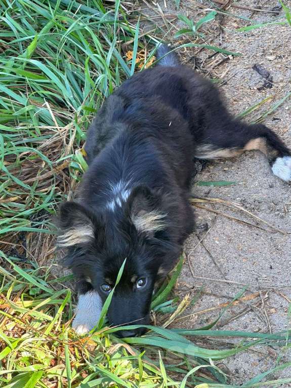 Собаки в Клине: Щенок 5 месяцев  Мальчик, Бесплатно - фото 1