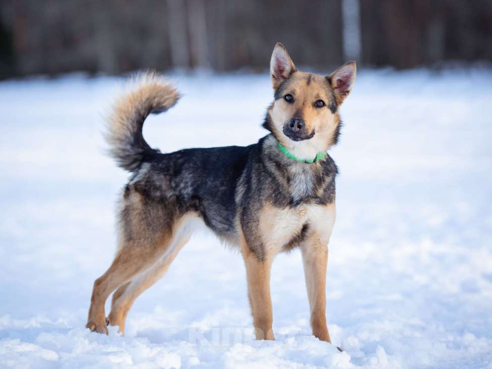 Собаки в Москве: Дина небольшая собака-компаньон. Девочка, Бесплатно - фото 2