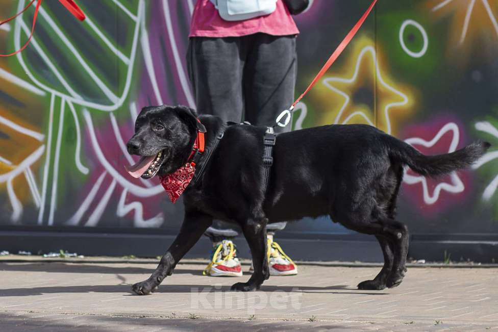 Собаки в Москве: Компаньон  Мальчик, Бесплатно - фото 4