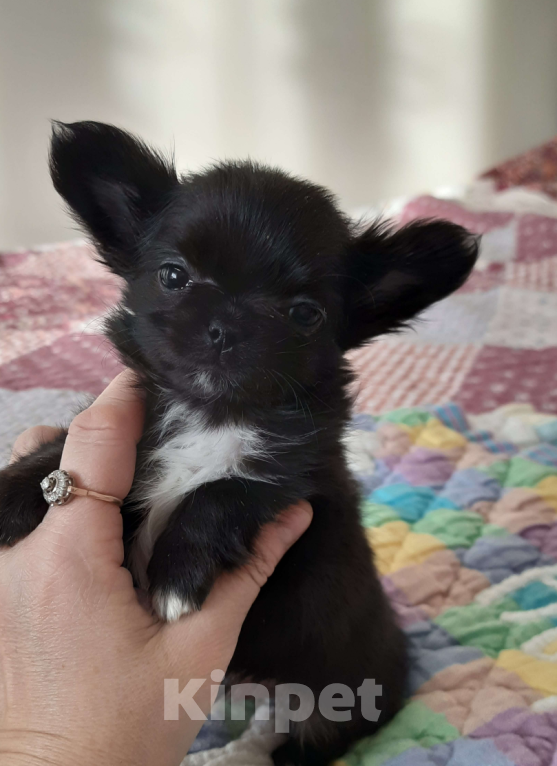 Собаки в Москве: Мальчик чёрного окраса Мальчик, 20 000 руб. - фото 4