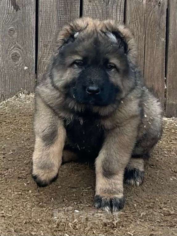 Собаки в других городах Московской области: Щенки кавказской овчарки Девочка, 60 000 руб. - фото 1