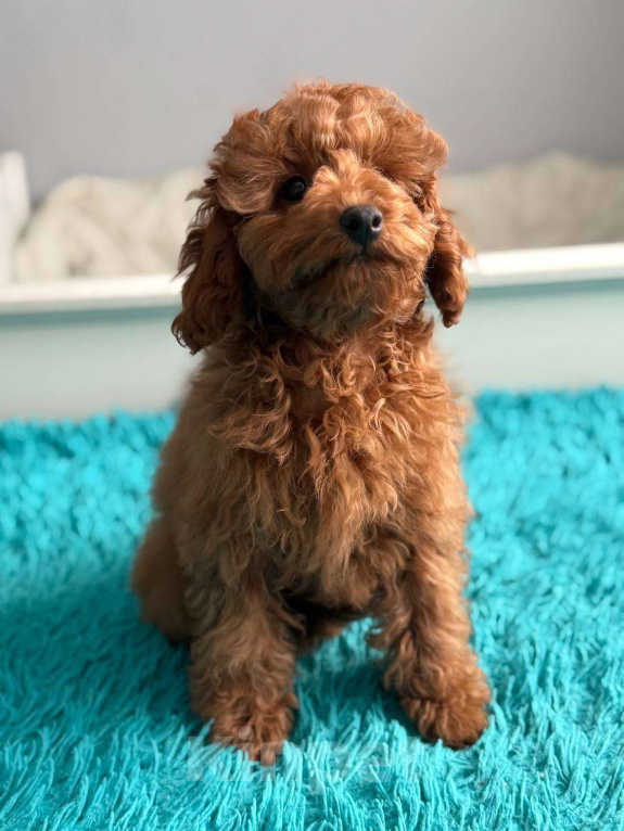 Собаки в Мытищах: Миниатюрный пудель Адель Девочка, 60 000 руб. - фото 2