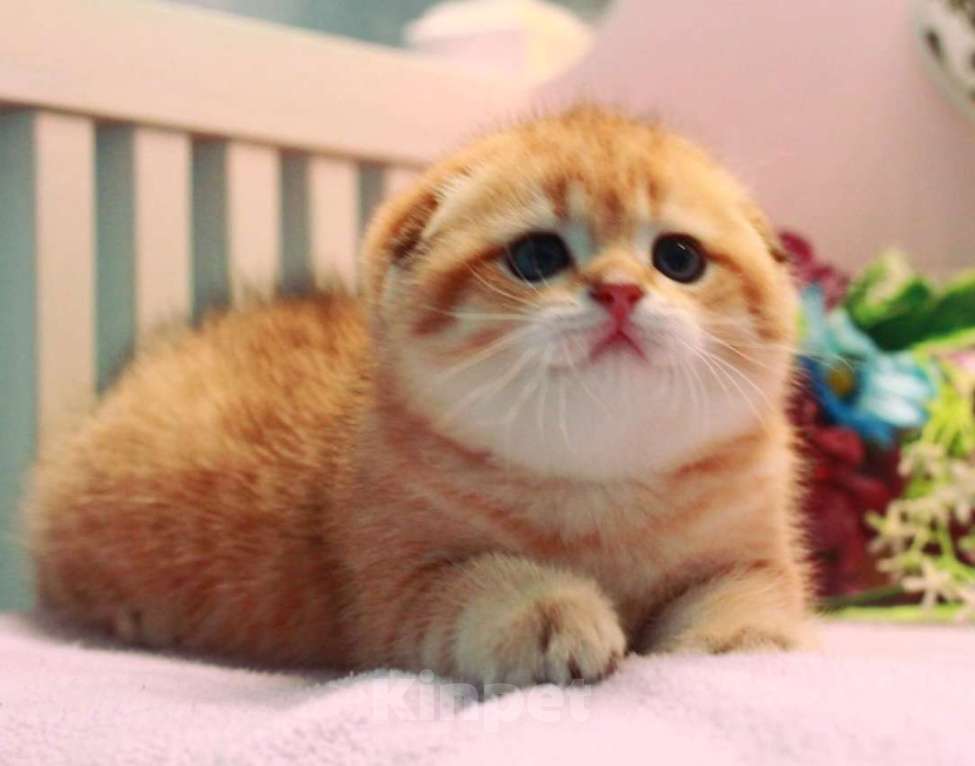 Кошки в Москве: Зоолотой котик. С документами  Мальчик, 30 000 руб. - фото 4