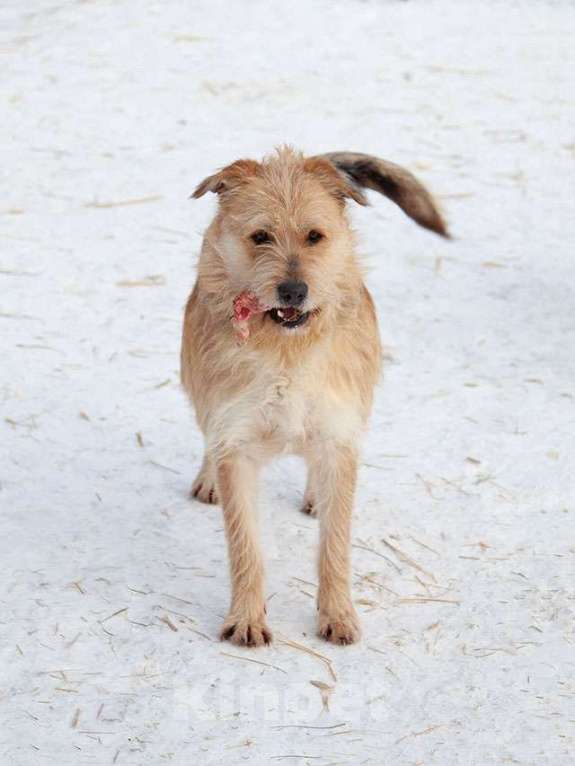 Собаки в Москве: Симпатичный бородатик Вульф всё ещё ждёт своего человека Мальчик, 10 руб. - фото 6