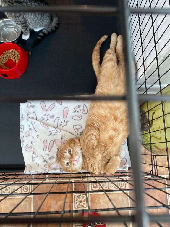 Кошки в Санкт-Петербурге: Кот инвалид Мальчик, Бесплатно - фото 5