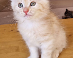 Кошки в Краснодаре: Кот красное серебро Мальчик, Бесплатно - фото 2