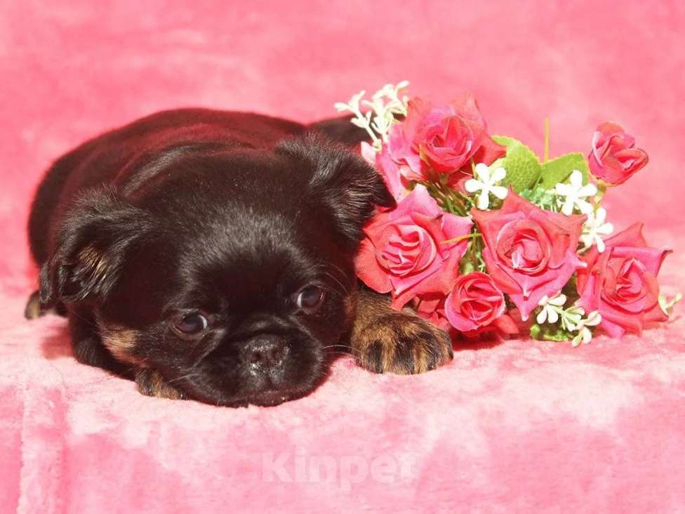 Собаки в Санкт-Петербурге: Маленькая принцесса Девочка, 80 000 руб. - фото 6