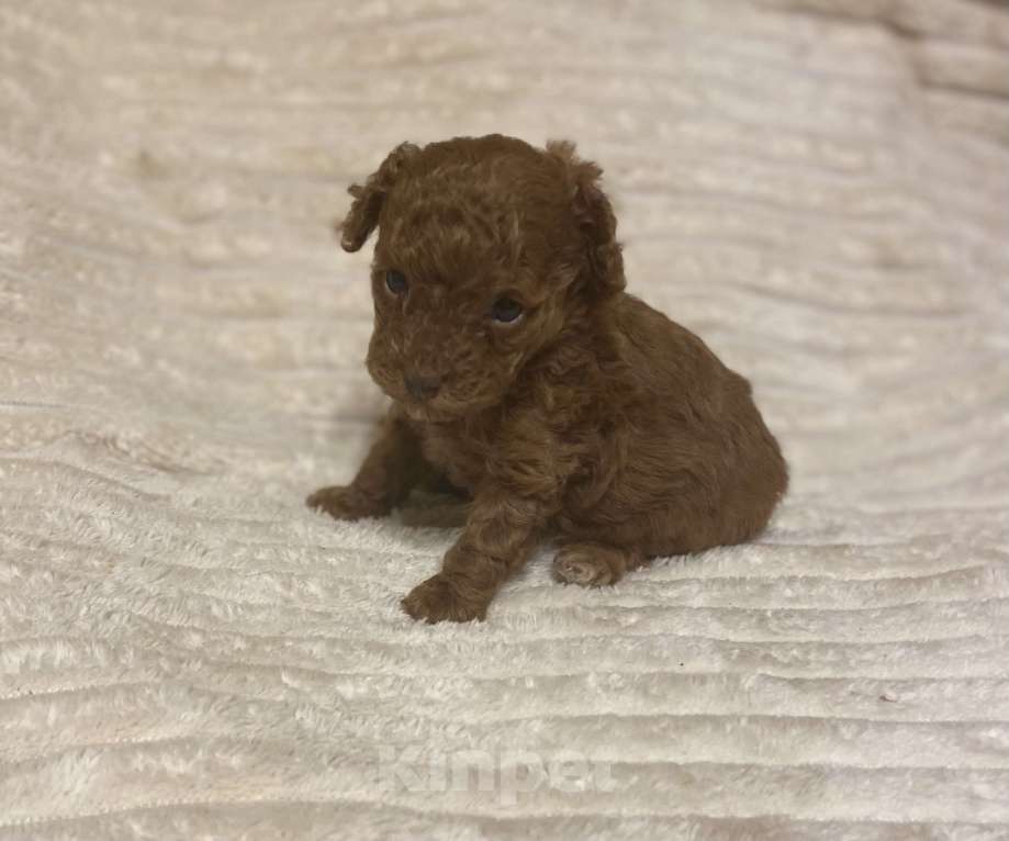 Собаки в Санкт-Петербурге: Очаровательная малышка той пудель девочка ред Браун  Девочка, Бесплатно - фото 6