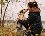 Собаки в Москве: Шарлотта Девочка, Бесплатно - фото 4