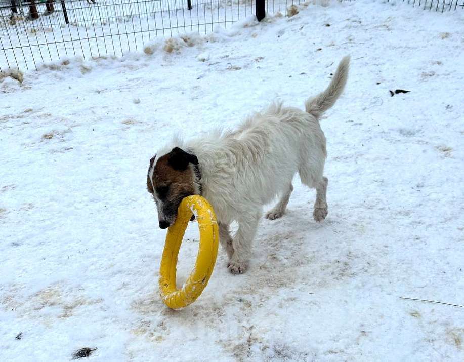 Собаки в Санкт-Петербурге: Милашка джек-рассел-терьер ищет дом Мальчик, Бесплатно - фото 1