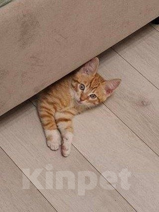 Кошки в Москве: Солнечный котенок Лучик ищет дом! Мальчик, Бесплатно - фото 1