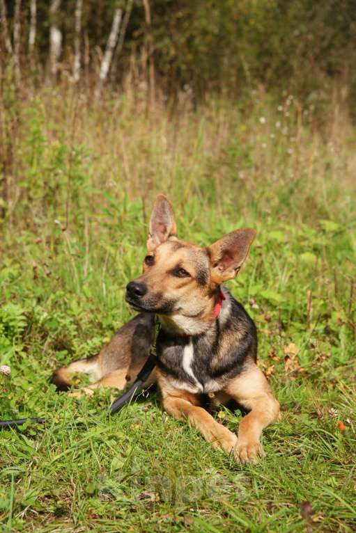 Собаки в Москве: Тиша Девочка, Бесплатно - фото 27