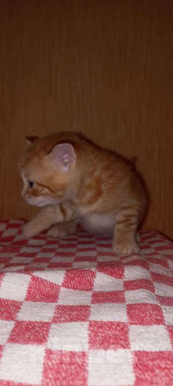 Кошки в Санкт-Петербурге: Девочка рыжая прямоухая  Девочка, 5 000 руб. - фото 1