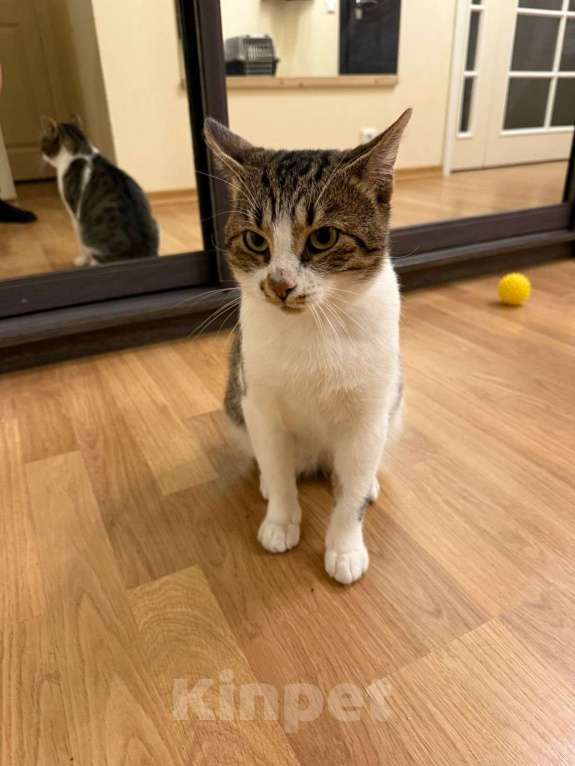 Кошки в Санкт-Петербурге: котенок Макс (F1) Мальчик, Бесплатно - фото 2