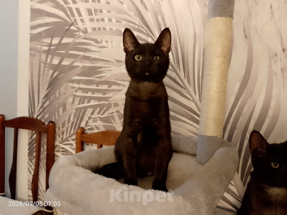 Кошки в Москве: Котенок в добрые руки Мальчик, Бесплатно - фото 1