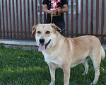 Собаки в Липецке: Спартак  Мальчик, Бесплатно - фото 2