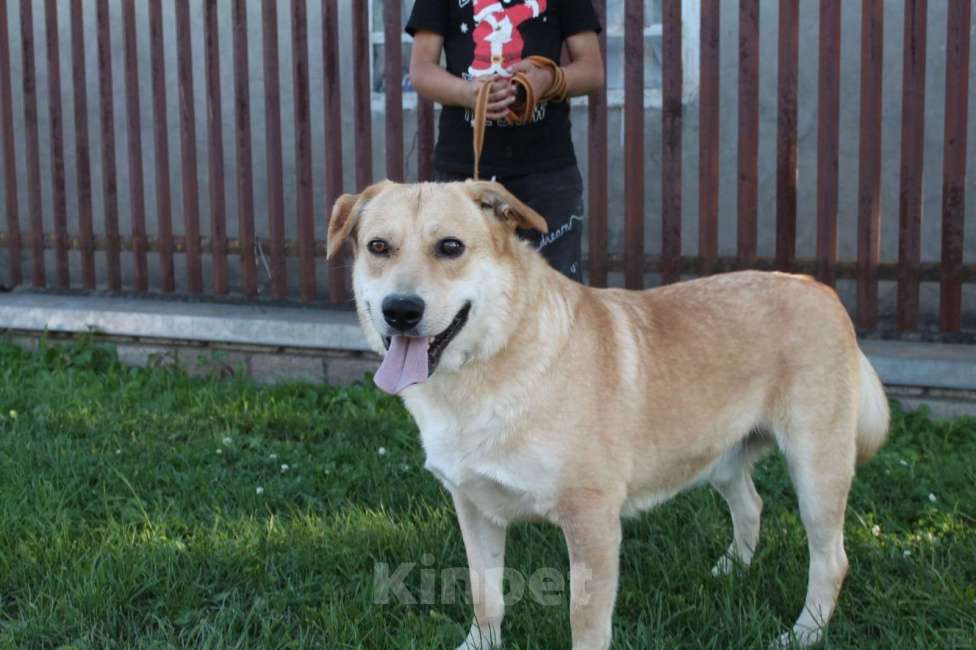 Собаки в Липецке: Спартак  Мальчик, Бесплатно - фото 2