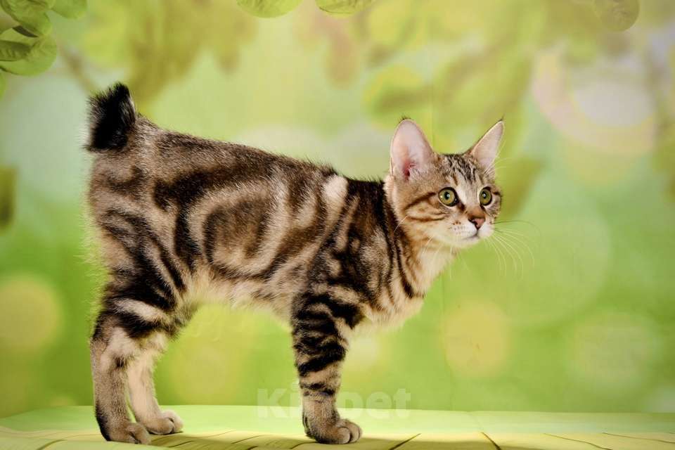 Кошки в Москве: котенок курильского бобтейла Девочка, 45 000 руб. - фото 2