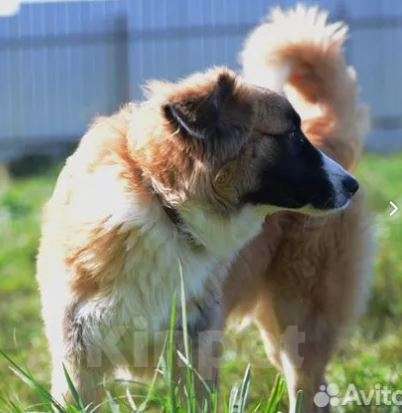 Собаки в Москве: Сэм и Дин Мальчик, Бесплатно - фото 4