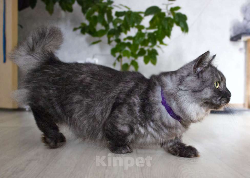 Кошки в Москве: манчкин кот Мальчик, 30 000 руб. - фото 3