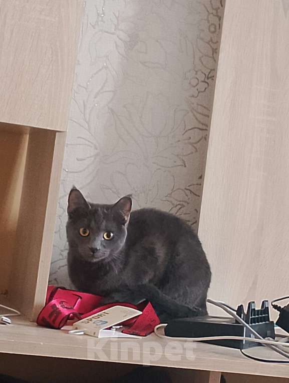Кошки в Орле: Кошка Девочка, 5 000 руб. - фото 3