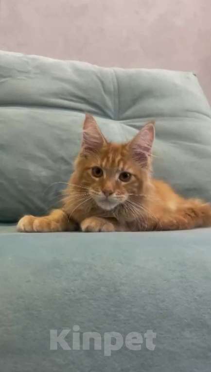 Кошки в Иркутске: Котенку мейн-кун, мальчик Мальчик, 40 000 руб. - фото 1