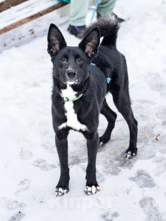 Собаки в Москве: Молодой мальчик, квартирного содержания в добрые руки Мальчик, Бесплатно - фото 3
