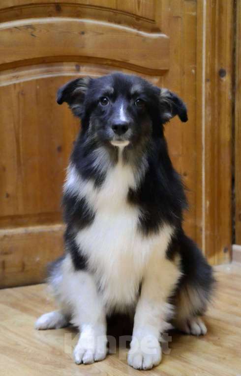 Собаки в Москве: Аусси щенок Австралийская овчарка Мальчик, 25 000 руб. - фото 3