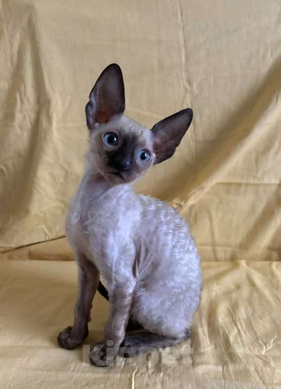 Кошки в Екатеринбурге: Кудрявые ушастики. Мальчик, 30 руб. - фото 1