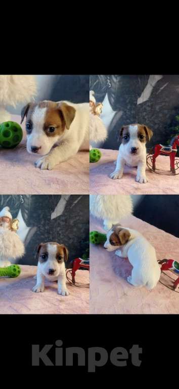 Собаки в Липецке: Щенки Девочка, Бесплатно - фото 1