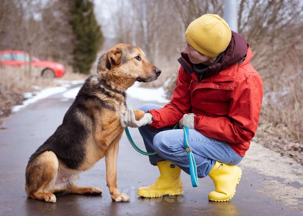 Собаки в Москве: Пёсик без одной лапки в добрые руки Мальчик, Бесплатно - фото 2