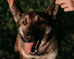 Собаки в Москве: Очаровательный мальчик Техас ищет свою семью! Мальчик, Бесплатно - фото 3