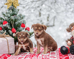 Собаки в Москве: Щенки метисы хаски и лабрадора ищут дом и самую лучшую семью, Бесплатно - фото 1