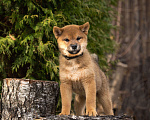 Собаки в других городах Московской области: Мальчик сиба Мальчик, Бесплатно - фото 3