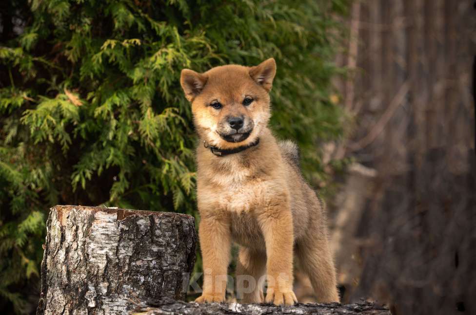 Собаки в других городах Московской области: Мальчик сиба Мальчик, Бесплатно - фото 3